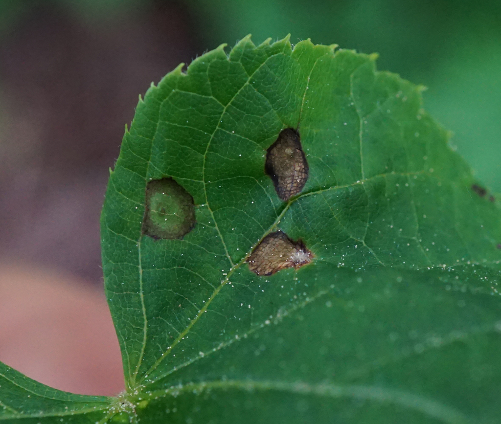 Physemocecis hartigi