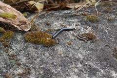 Ommatoiulus sabulosus aimatopodus