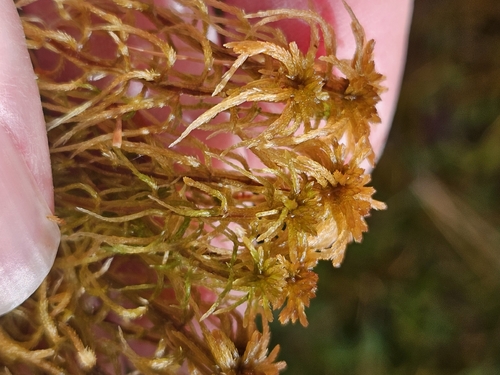 Sphagnum fuscum observed 2026-10-07