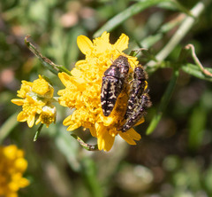Acmaeodera connexa