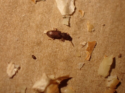 Oryzaephilus surinamensis, 2026-10-01