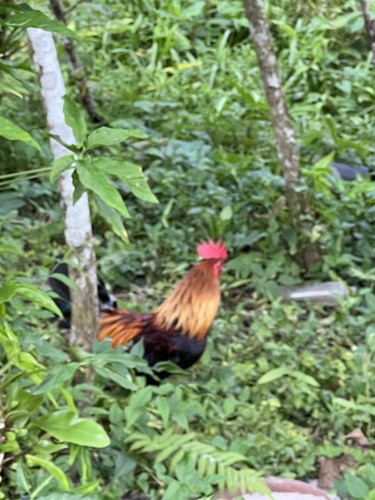 Red Junglefowl