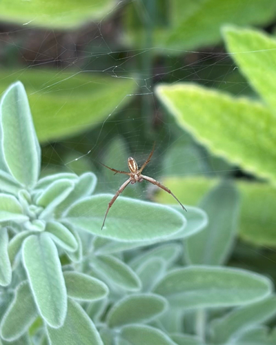 Banded Garden Spider