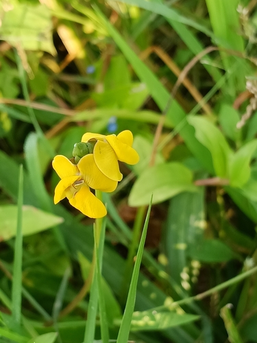 Vigna radiata observed 2026-10-08