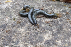 Ommatoiulus sabulosus aimatopodus