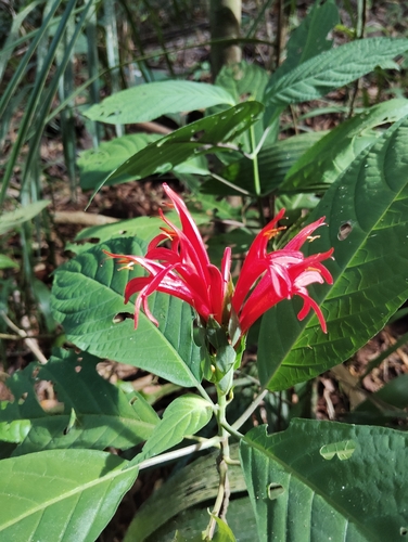 Pachystachys coccinea, 2026-10-08