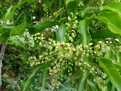 Prunus myrtifolia