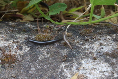 Ommatoiulus sabulosus aimatopodus