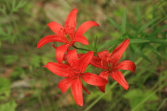 Lilium concolor partheneion