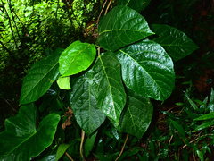 Ficus bojeri