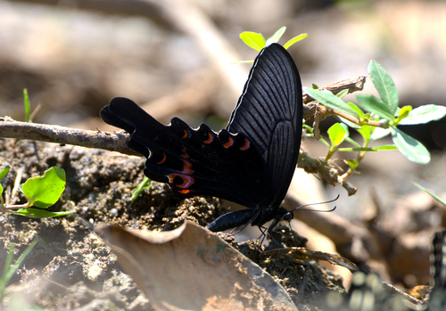Long-tail Spangle Swallowtail