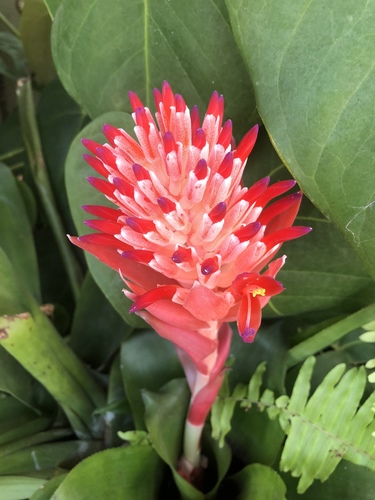 Billbergia pyramidalis