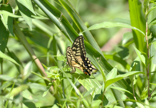 Old World Swallowtail