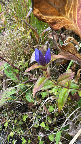 Gentiana clausa, 2026-10-05