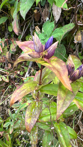 Gentiana clausa, 2026-10-05