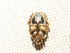 Sciocoris cursitans