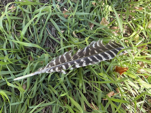 Wild Turkey
