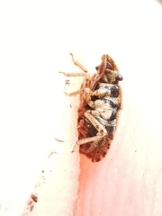 Sciocoris cursitans