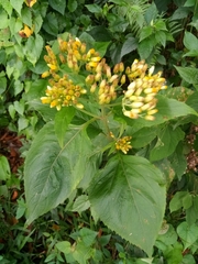 Schistocarpha eupatorioides