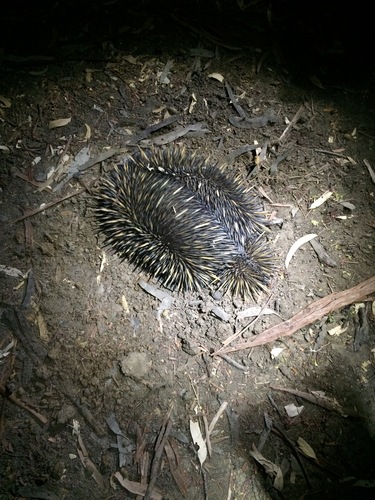 Tachyglossus aculeatus