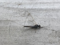 Ephemerella subvaria