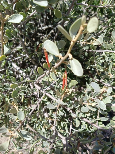 Scurrula observed 2026-10-08