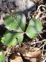 Fragaria × ananassa