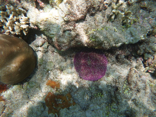 Fungia fungites observed 2026-09-29