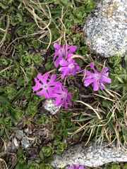 Primula minima