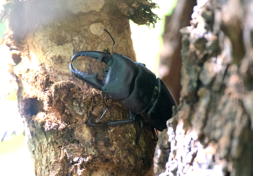 Serrognathus titanus platymelus