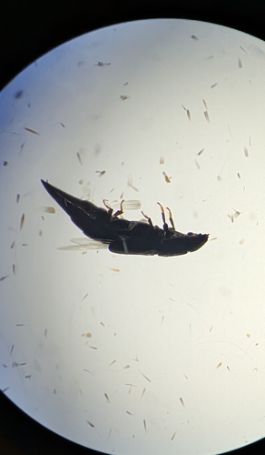 Obscure Sap Beetle