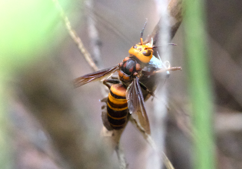 Asian Giant Hornet