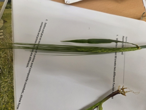 Triticum aestivum observed 2026-10-08