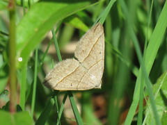 Scotopteryx