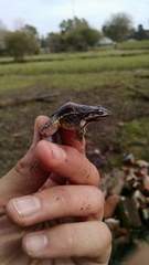 Leptodactylus latinasus
