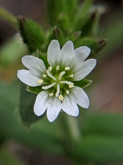 Cerastium fontanum