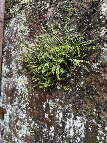 maidenhair spleenwort