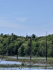 Ardea herodias herodias