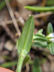 Cerastium fontanum