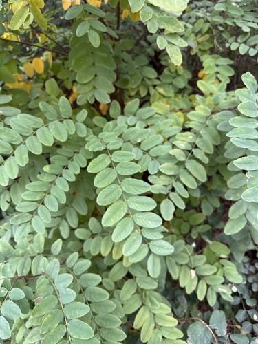 black locust