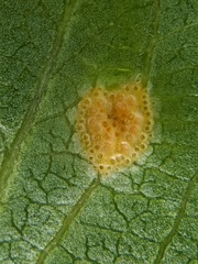 Puccinia coronata