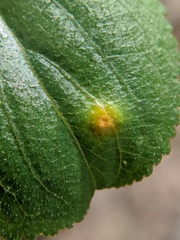 Puccinia coronata