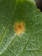 Puccinia coronata