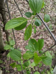Puccinia coronata