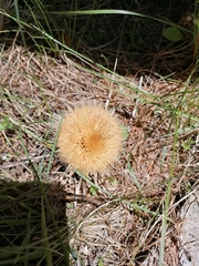Carlina acaulis