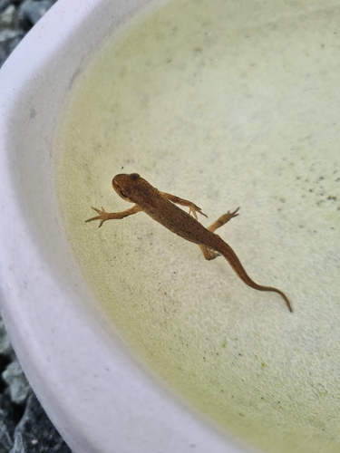 Palmate Newt