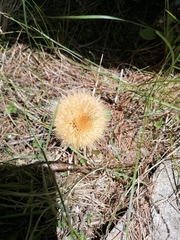 Carlina acaulis
