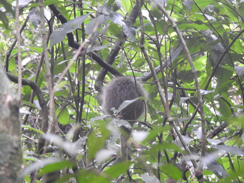 Orange-spined Hairy Dwarf Porcupine