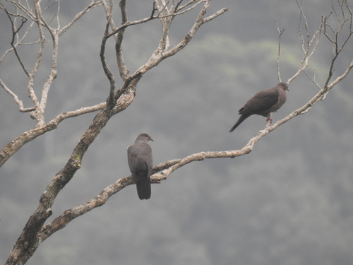 Plumbeous Pigeon