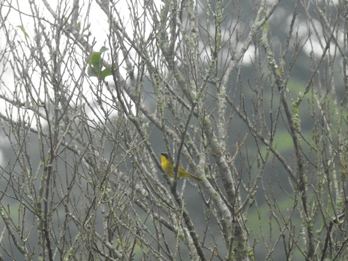 Southern Yellowthroat